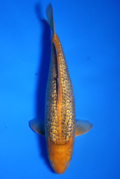 3606 Ginrin Caramel