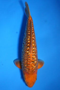 2941 Ginrin Aragoke Caramel