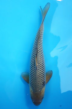 6820 Soragoi