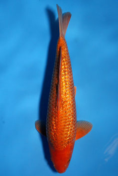 3830 Ginrin Caramel