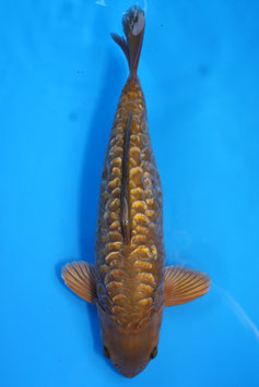 0695 Ginrin Aragoke Chagoi Rosé Gold