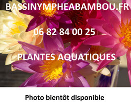 Nymphaea Gloire du Temple-sur-Lot ou Gloire Temple sur Lot 28€ frais de ports offerts dès 40€ d'achats en France métropolitaine