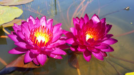 Nymphaea Purple Fantasy ISG 75€ frais de ports offerts dès 40€ d'achats en France métropolitaine