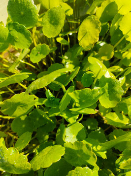 Hydrocotyle Vulgaris 4€ frais de ports offerts dès 40€ d'achats en France métropolitain