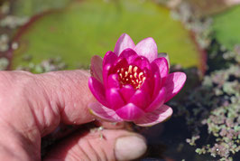 Nymphaea Perry's Baby Red (Perry Dean Slocam) 23€ frais de ports offerts dès 40€ d'achats en France métropolitaine