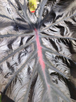 Colocasia Black Lava 2     34€ frais de ports offerts dès 40€ d'achats en France métropolitaine