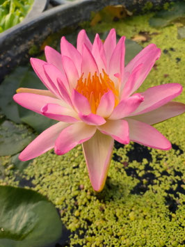 Nymphaea Pink Explosion (Mike Giles) 125€ frais de ports offerts dès 40€ d'achats en France métropolitaine
