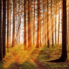 Fresh Woods - Duftwachs