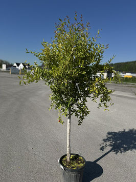 Punica granatum  ca. 160+cm