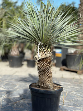 Yucca rostrata H130/140cm