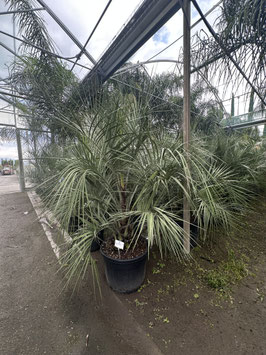 Butia capitata, Geleepalme H125/150cm