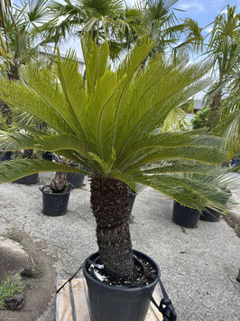 Cycas revoluta, Palmfarn