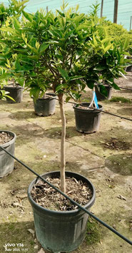 Mandarinen Citrus reticulata Höhe ca. 160/180cm