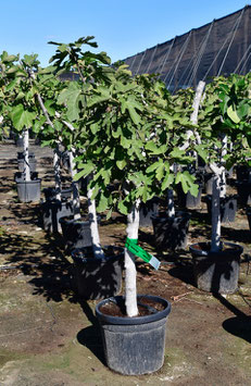 Feigenbaum "Ficus carica"