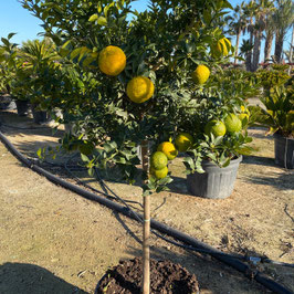 Orangenbaum Citrus sinensis Höhe ca. 180/200cm