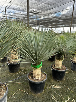 Yucca rostrata
