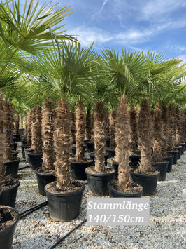 Hanfpalme "Toskana" Trachycarpus fortunei