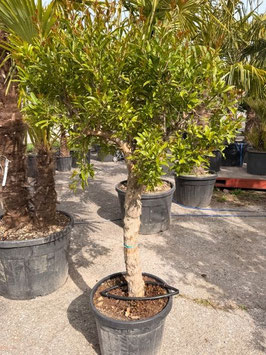 Punica granatum  ca. 160/180cm