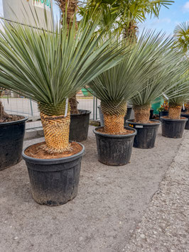 Yucca rostrata