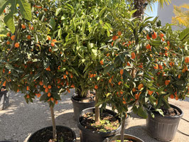 Kumquat fortunella Stamm, Höhe ca. 140/150cm
