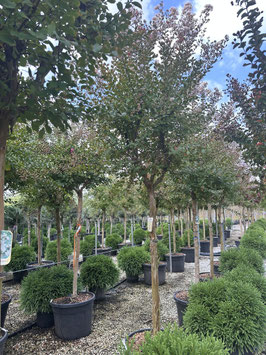 Lagerstroemia indica Hochstamm