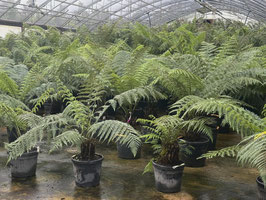 Baumfarn Dicksonia antarctica mit dickem Stamm