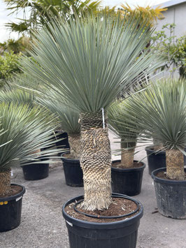Yucca rostrata H180/190 Stamm 75/80cm