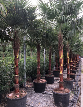 Trachycarpus fortunei "elegans" auf Kokosstamm geschält H300/320 Stamm 120/140