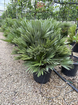 Chamaerops humilis compacta  "vulcano" -12 bis -14°C
