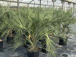 Butia capitata, Geleepalme H80/100