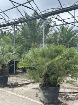 Zwergpalme mehrstämmige Chamaerops humilis "Gruppe"  H100/125