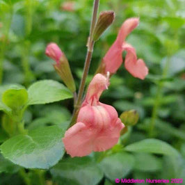 SALVIA Papajan