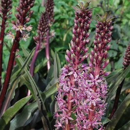 EUCOMIS Sparkling Burgundy