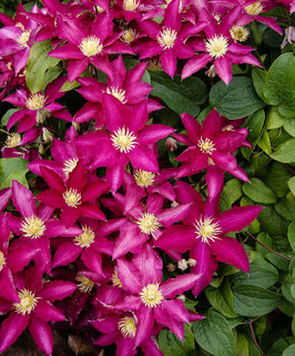 CLEMATIS So Many Red Flowers