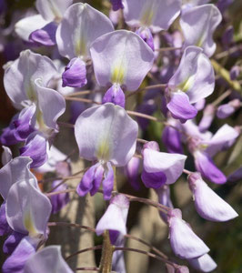 WISTERIA Prolific