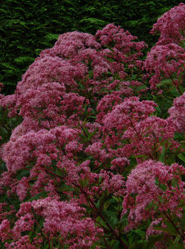 Eupatorium Riesenchirm AGM