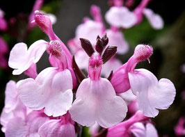 SALVIA microphylla Joy
