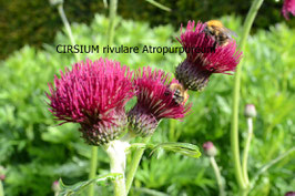 CIRSIUM rivulare atropurpureum