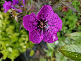 GERANIUM pratense Dark Eyes