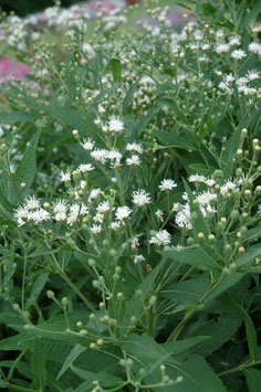 VERNONIA White Lightning