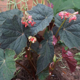 BEGONIA Dark Side of the Moon