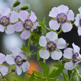 GERANIUM phaeum Wendys Blush