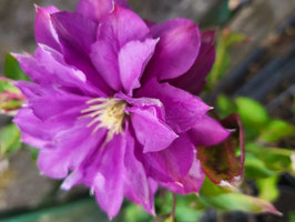 CLEMATIS Rollercoaster