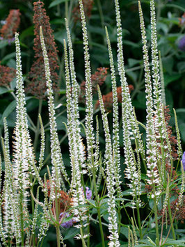 VERONICASTRUM White Apollo