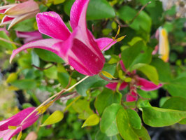 CLEMATIS PRINCESS DIANA AGM