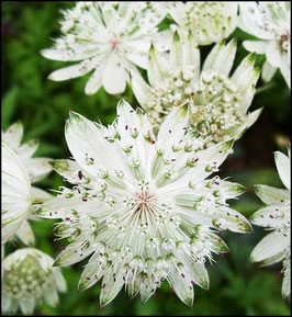 ASTRANTIA Superstar