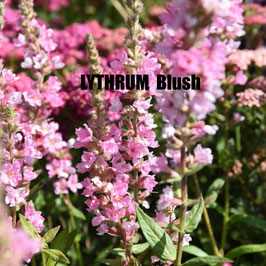 LYTHRUM salic. Blush