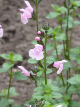 SALVIA microphylla Blind Faith