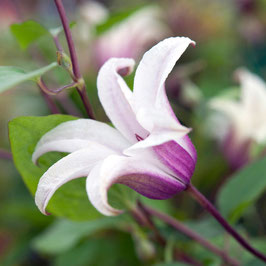 CLEMATIS Princess Kate