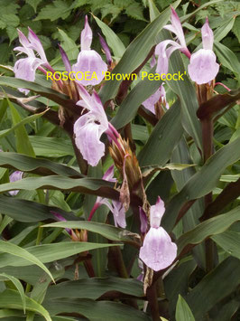 ROSCOEA Brown Peacock